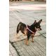 60020006-Guia-P-Rosa-Amb-2